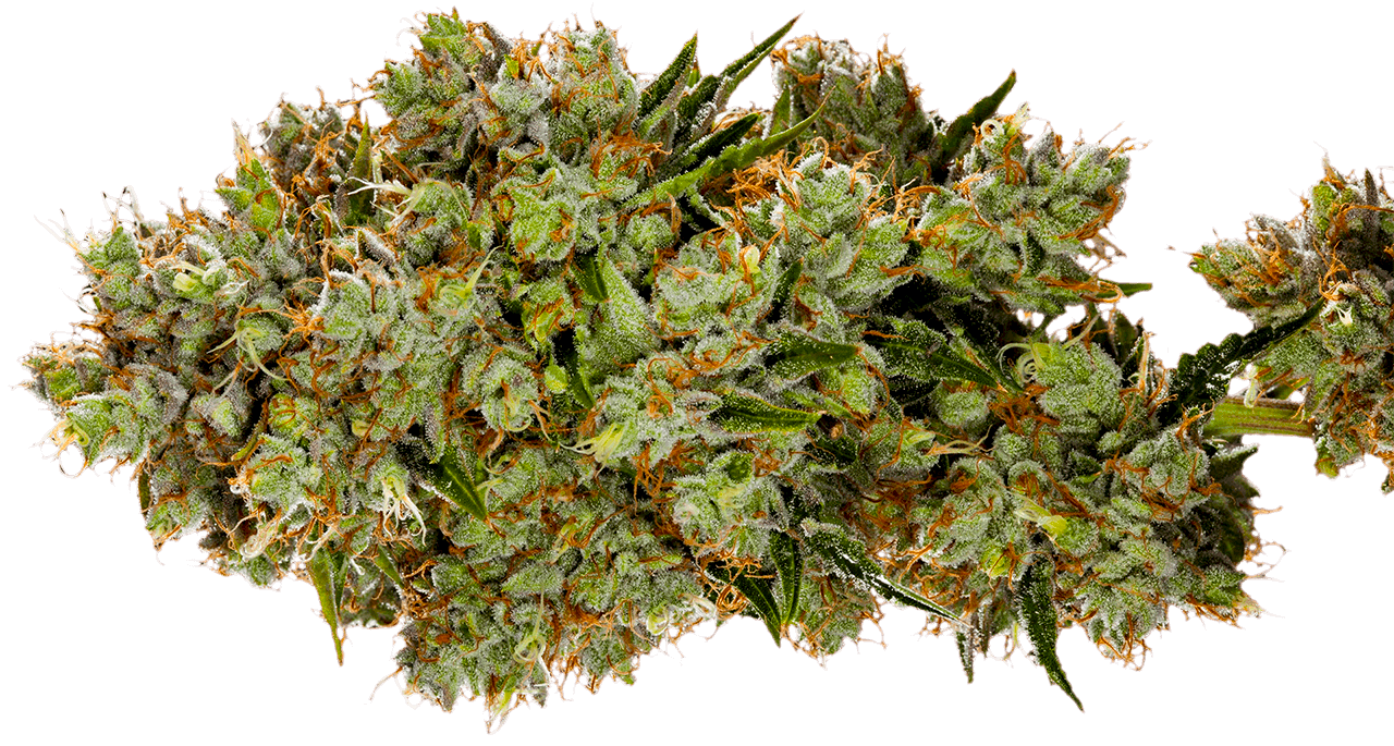 Nameless Genetics Flower